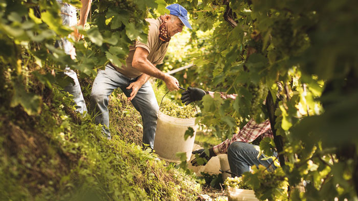 Vendemmia Consorzio 2018