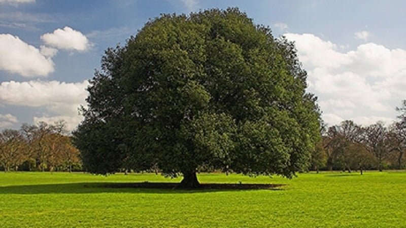 Segnalare un albero monumentale
