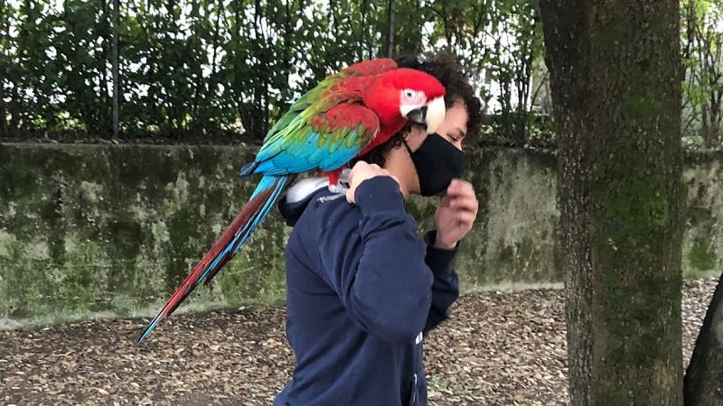 Questa immagine ha l'attributo alt vuoto; il nome del file è pievedisoligo-pappagallo-3-250321.jpg