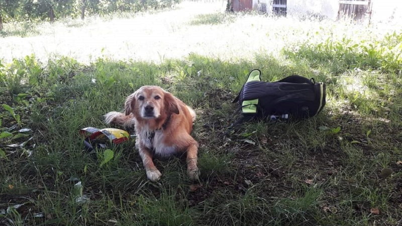 Questa immagine ha l'attributo alt vuoto; il nome del file è pederobba-cane4-260821.jpg