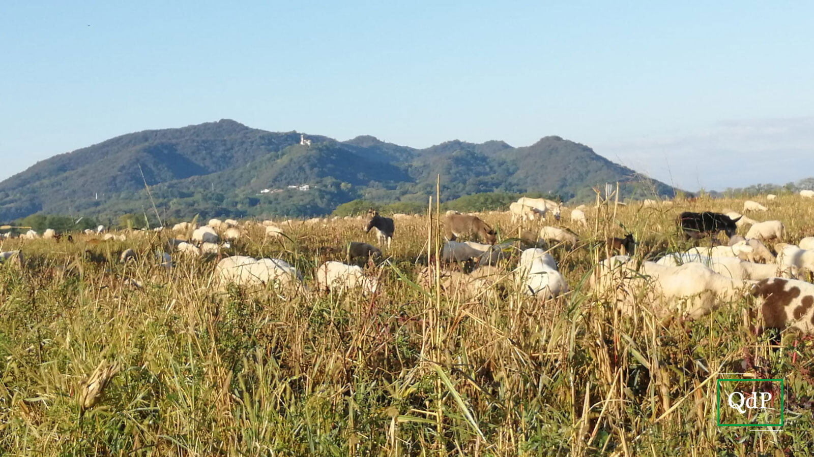 Questa immagine ha l'attributo alt vuoto; il nome del file è pederobba-transumanza2-091021-1600x900.jpg