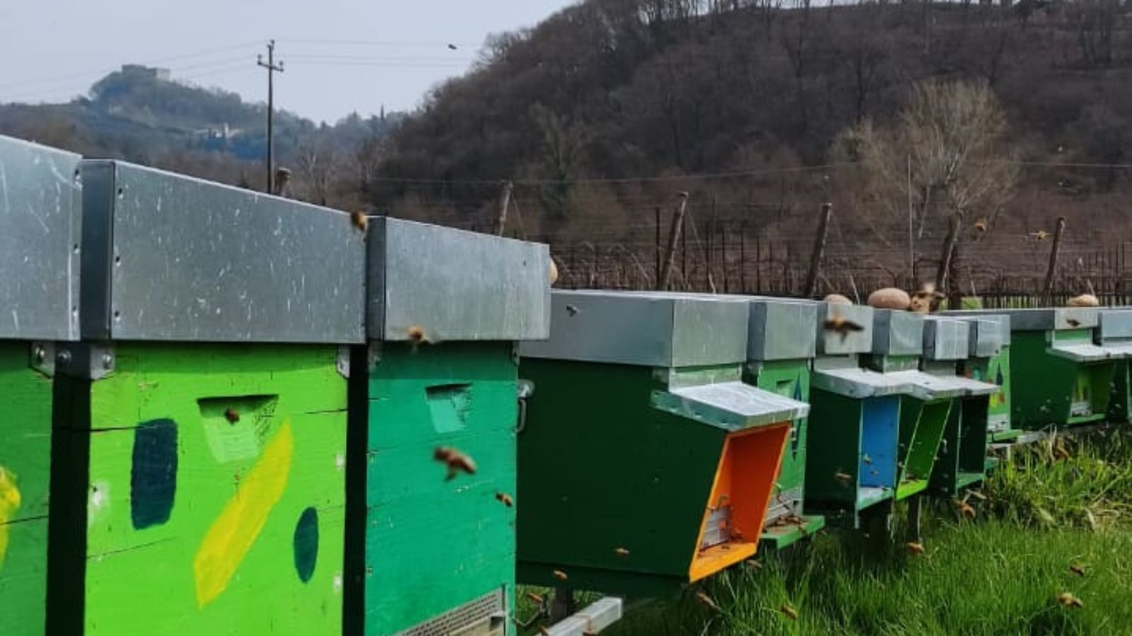 Pagnano, l'oasi delle api