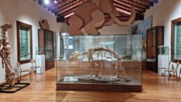 Foto dell'orso delle caverne