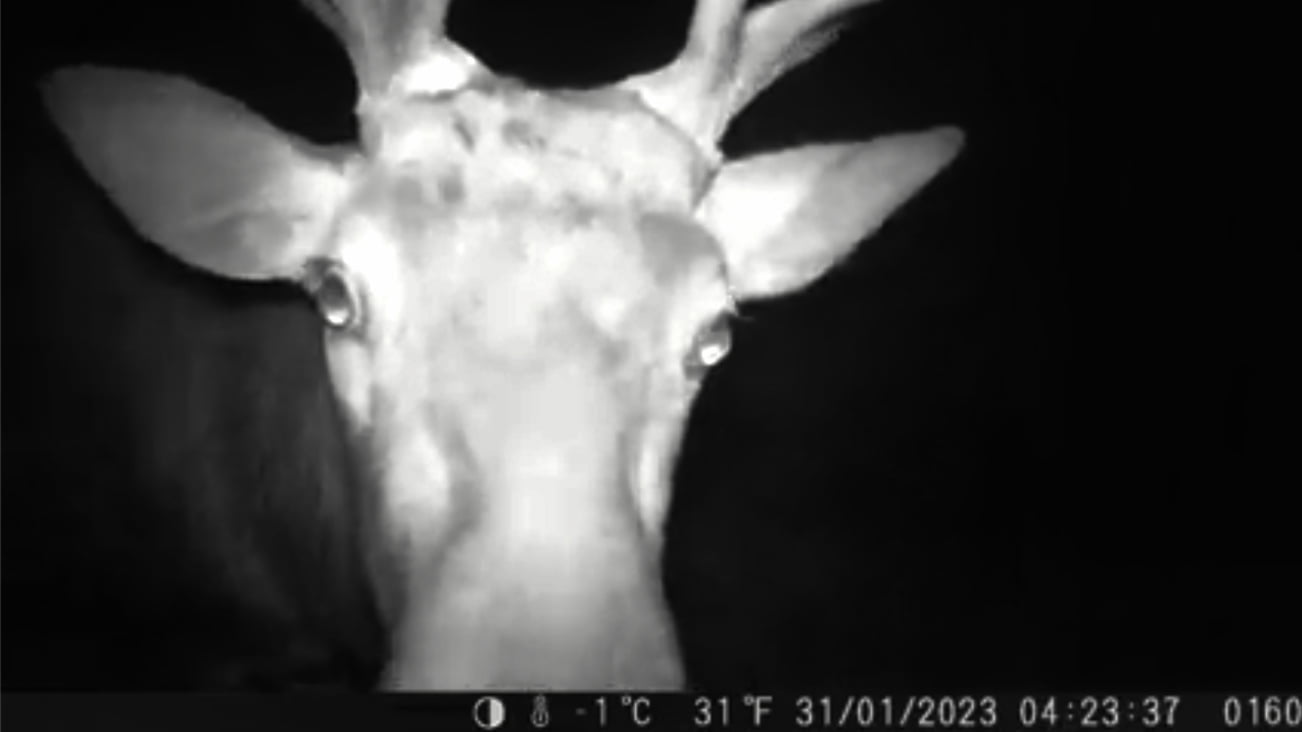 Fermo immagine del video pubblicato nella pagina Facebook "Agriturismo Mondragon"