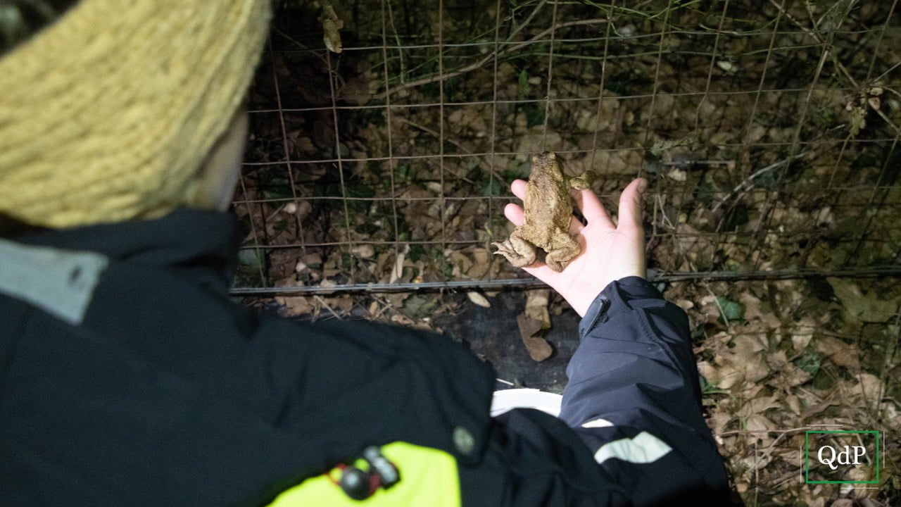 È iniziata la grande migrazione dei rospi