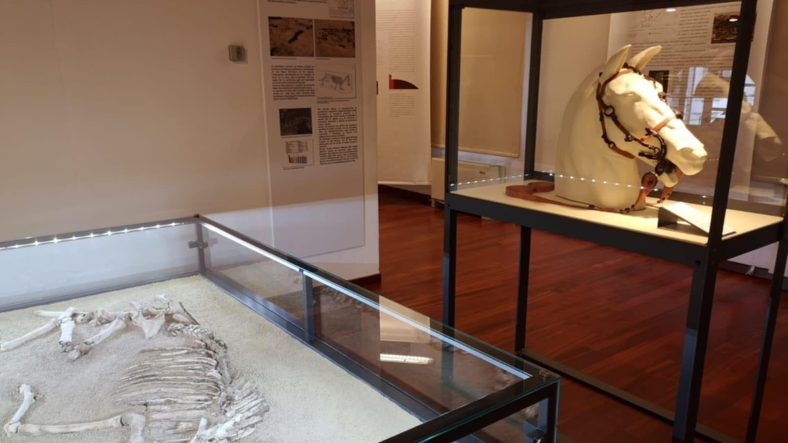 Domani a Oderzo la presentazione del volume sulla bardatura del cavallo preromano dell’Opera Pia Moro