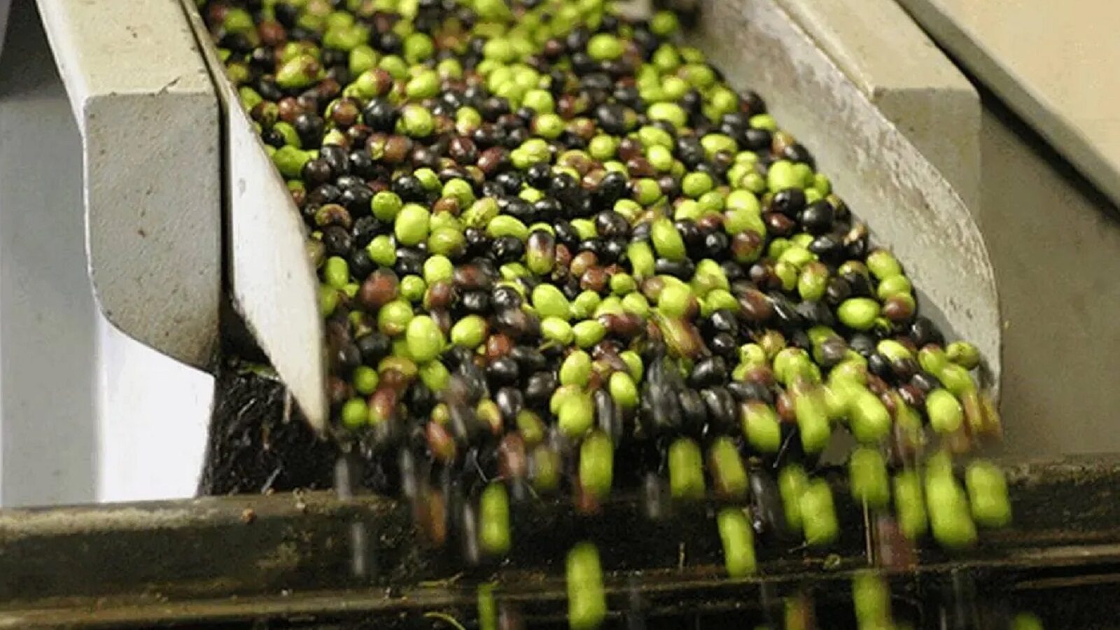 Conto alla rovescia per “L’olio della Serenissima”