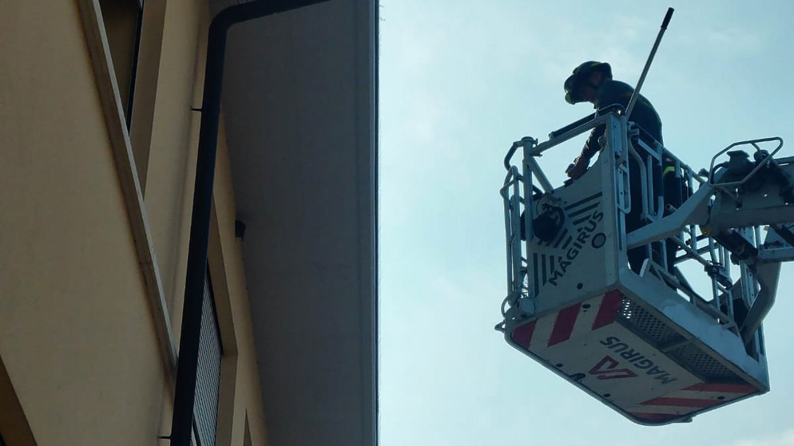 Le operazioni di salvataggio del picchio