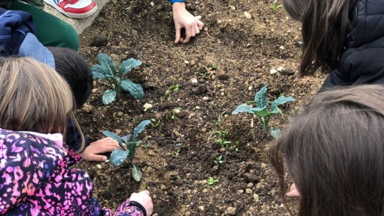 Fioriscono gli orti Edugreen dell’Istituto comprensivo statale “Toniolo” di Pieve di Soligo e Refrontolo