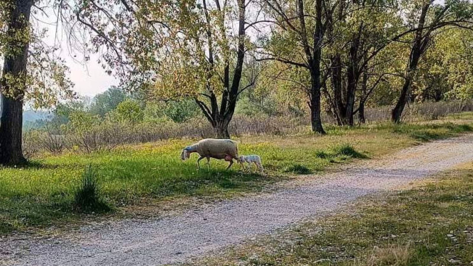 Susegana - pecore smarrite - 29 04 23