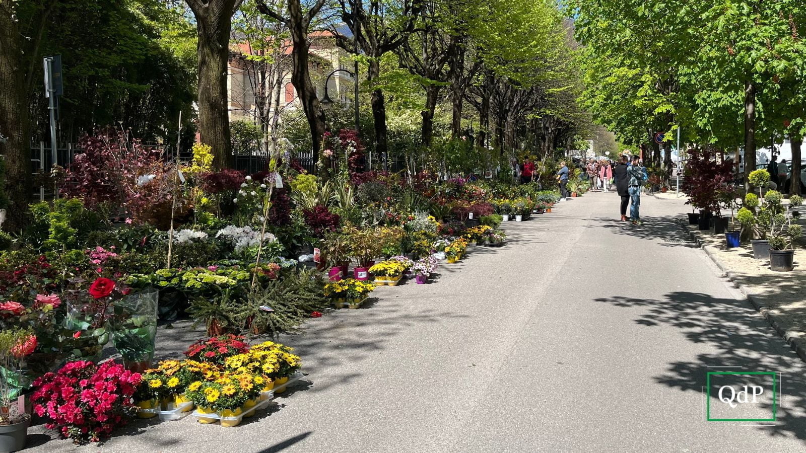 Il viale gremito di piante