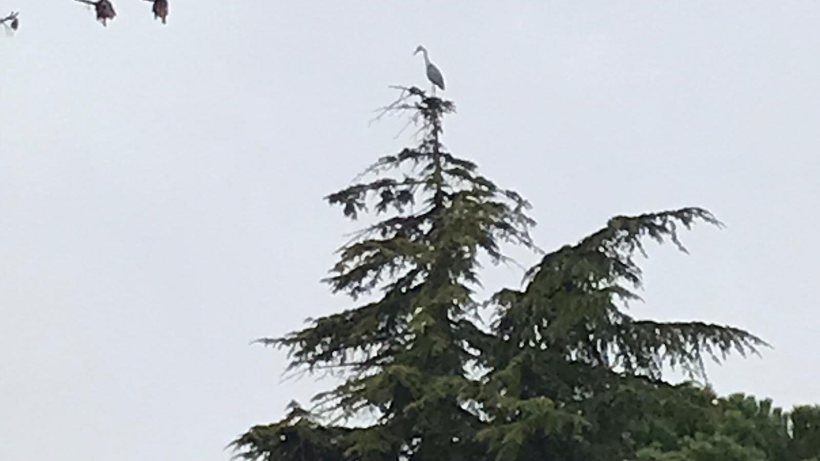 La cicogna avvistata a Colfosco