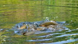 Pesca, la Carta Ittica Regionale in fase attuativa: garantirà un controllo sulle specie autoctone