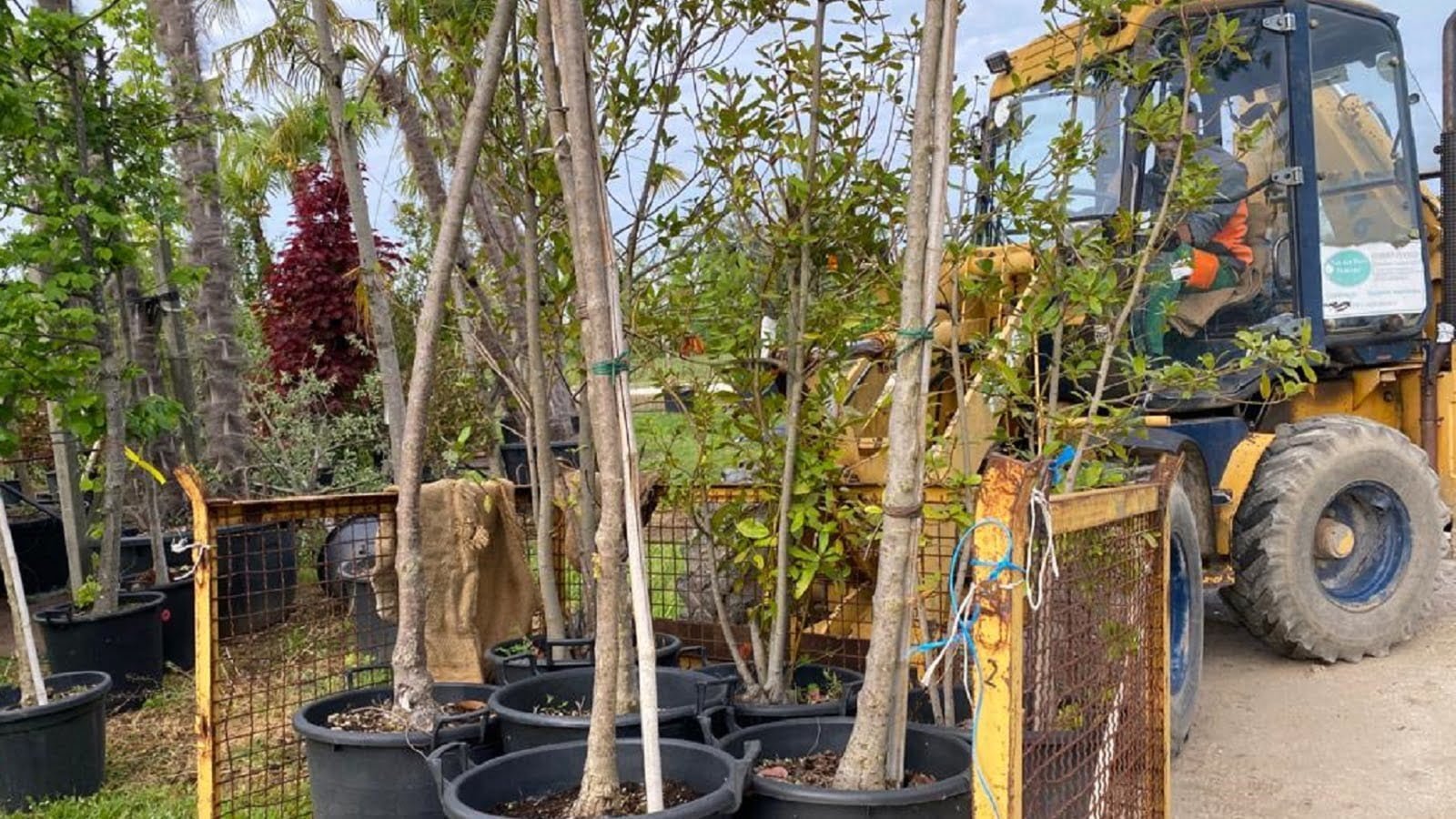 Cinquanta nuovi alberi per “La Tradotta” grazie alla generosità dell'azienda Van Den Borre Giardini