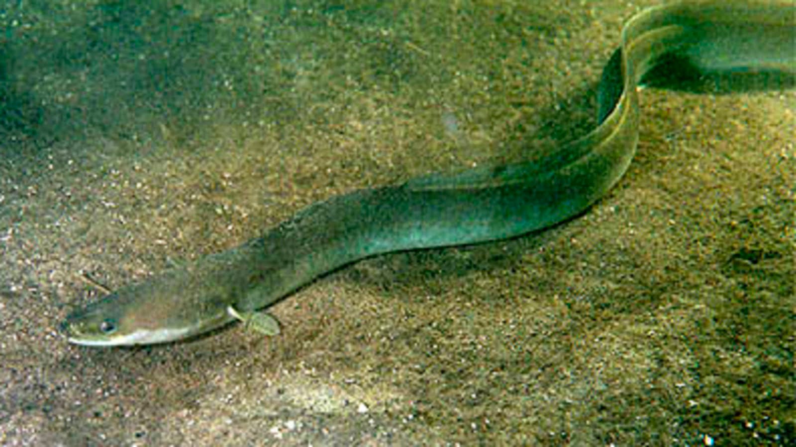L'anguilla