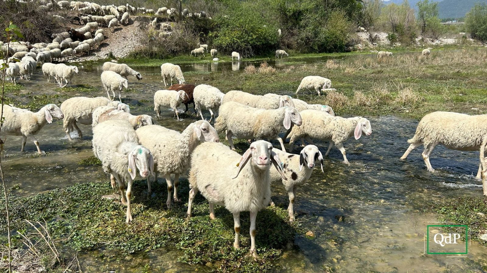 La transumanza sul fiume Piave