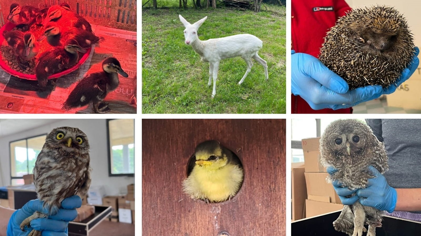 Recuperati oltre 500 animali selvatici nel primo quadrimestre dal CRAS della Provincia