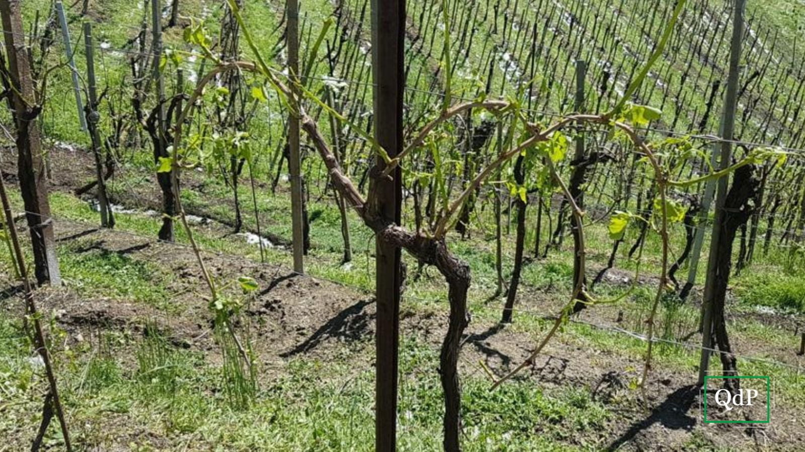 Raid dei vandali nel vigneto a Rivette, recise 200 viti