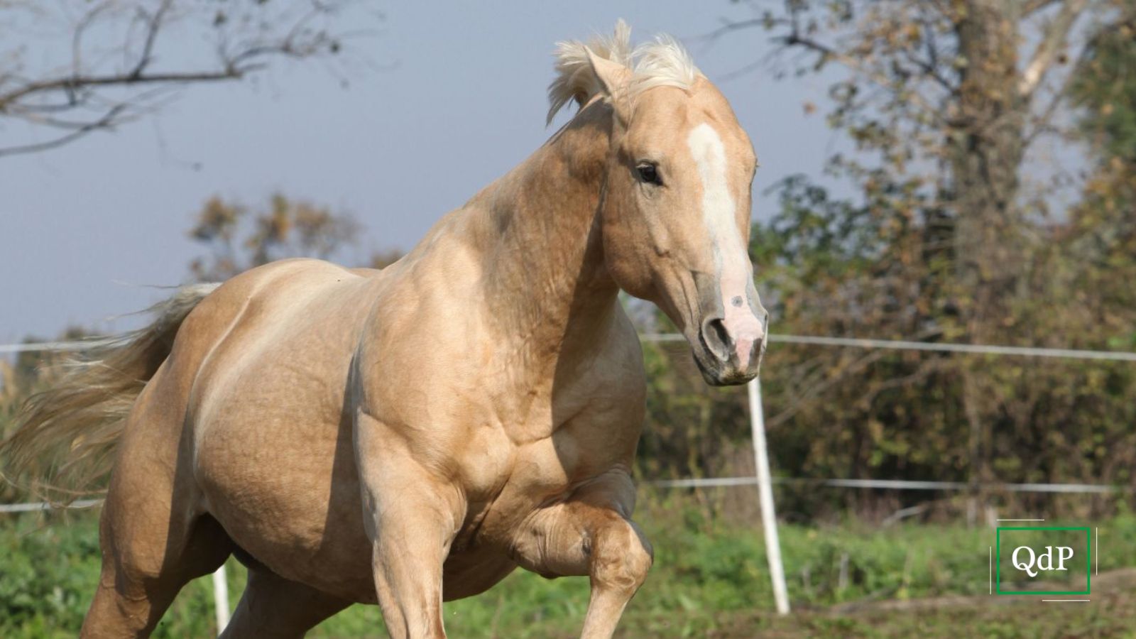 Cade da cavallo mentre pratica sul Montello: elitrasportato con fratture multiple