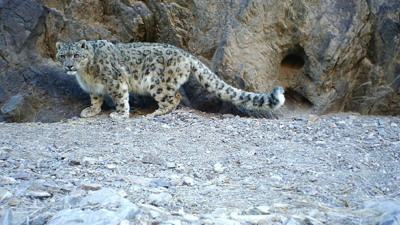 Il pederobbese Dartora vola in Mongolia per studiare il leopardo delle nevi