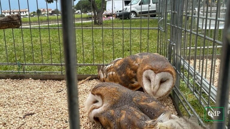 Rapaci, animali da cortile e rettili protagonisti della 13esima edizione della Fiera degli Uccelli di Musano