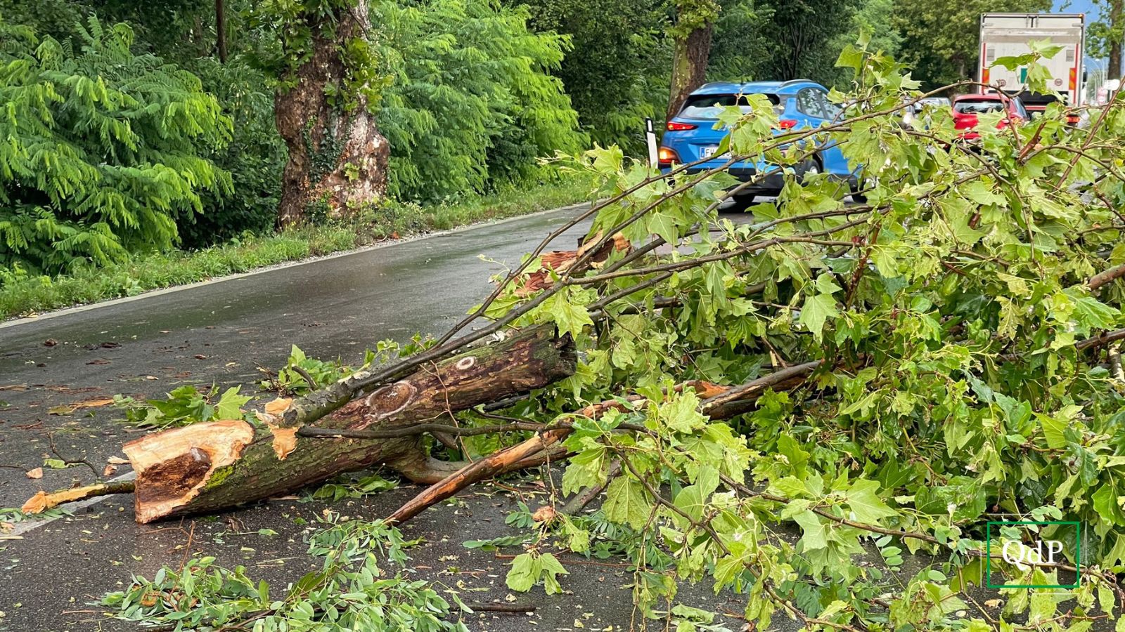 L'arbusto caduto sul Menarè