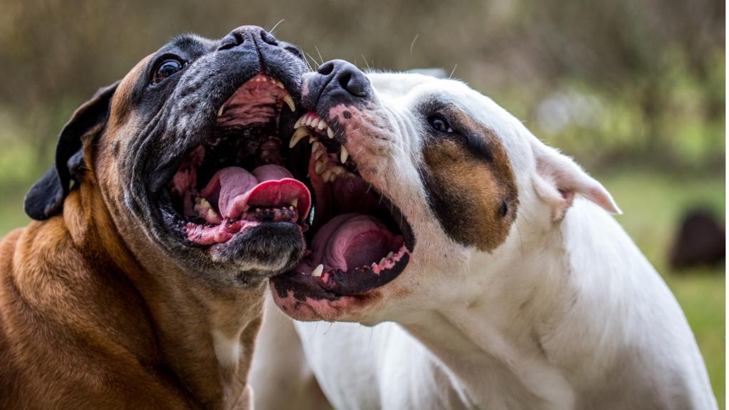 Amstaff aggredisce labrador al parco a Signoressa