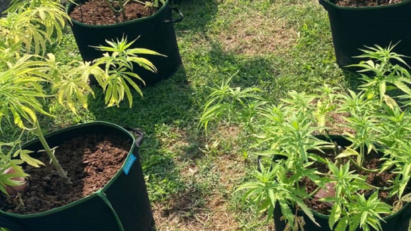 Le piante di Cannabis