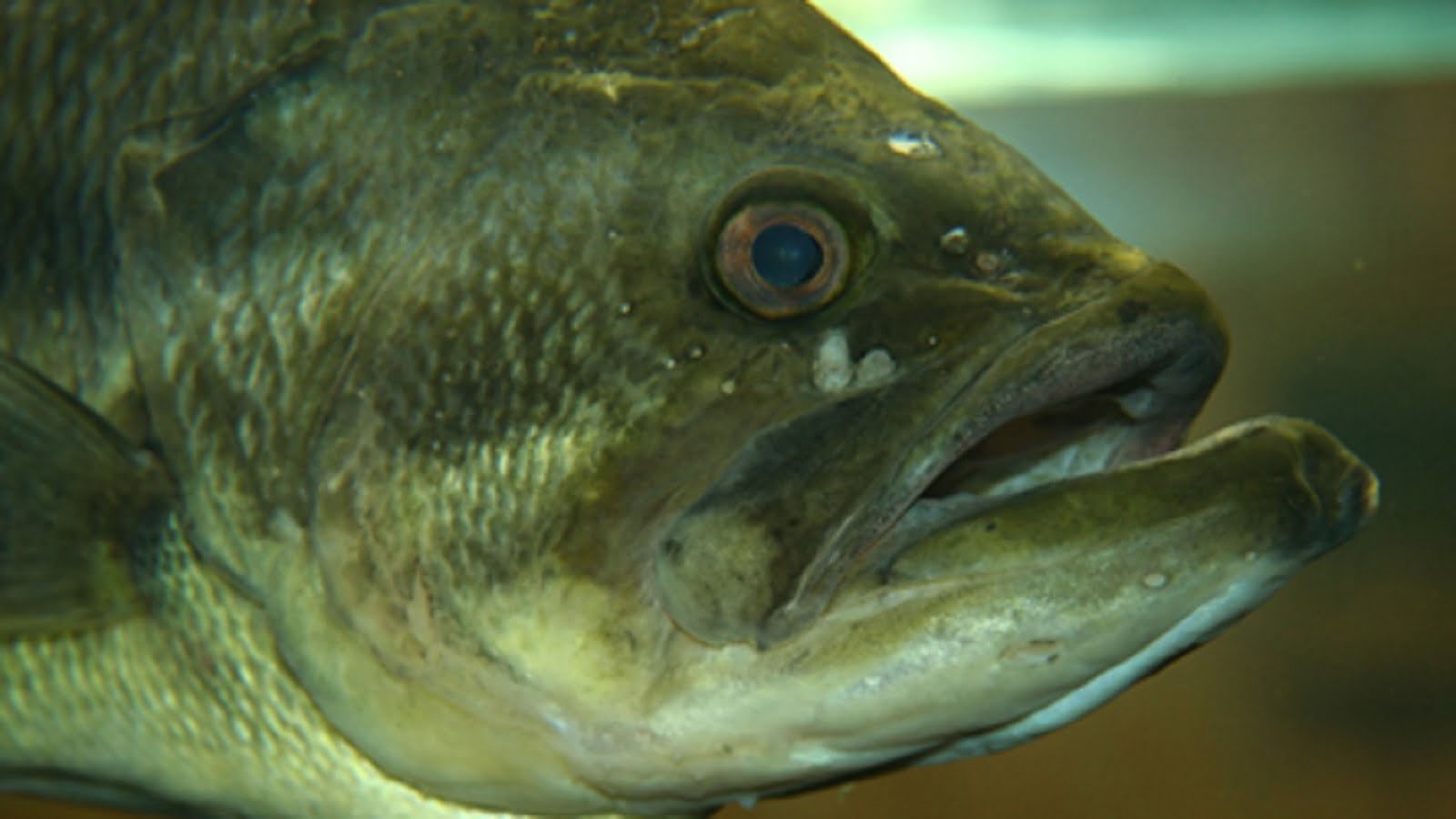 Il persico trota (Micropterus salmoides)