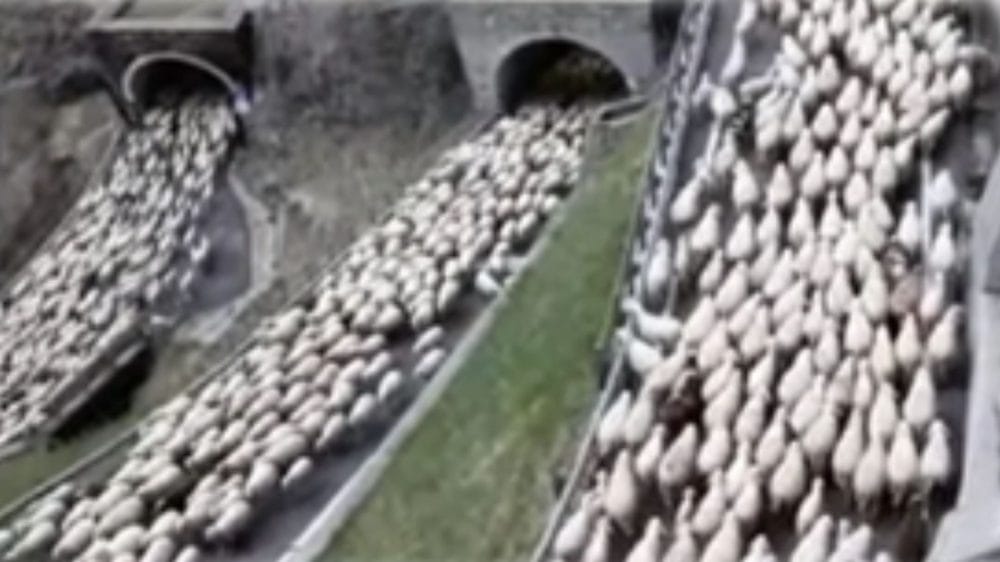 Greggi risalgono il Passo San Boldo